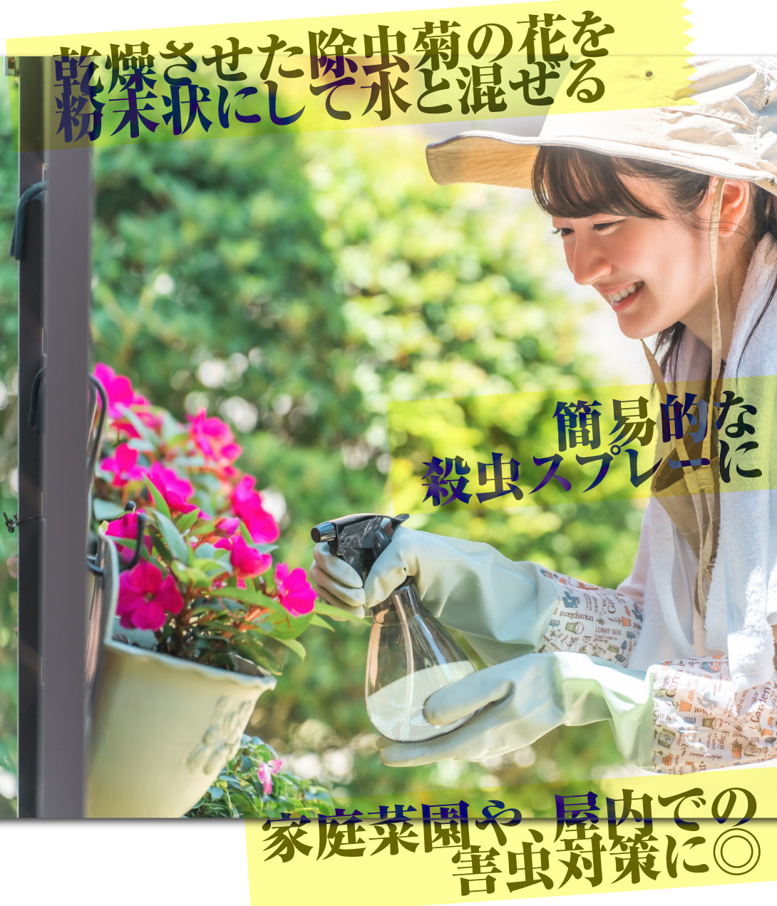 シロバナムシヨケギク