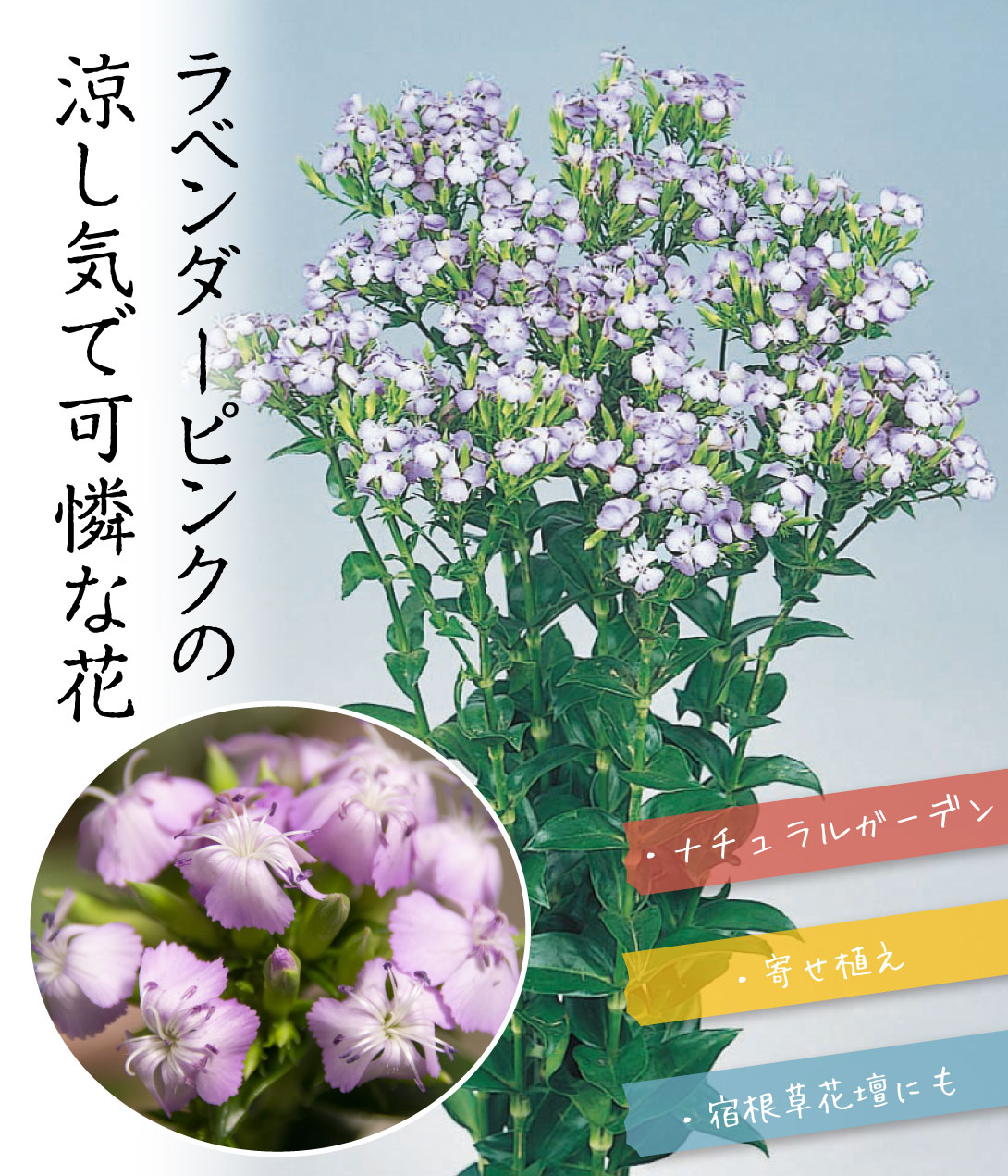フジナデシコ サマーラベンダー