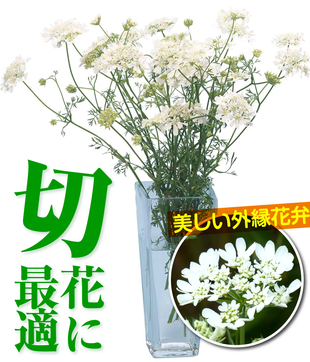 オルラヤ ホワイトフィンチ