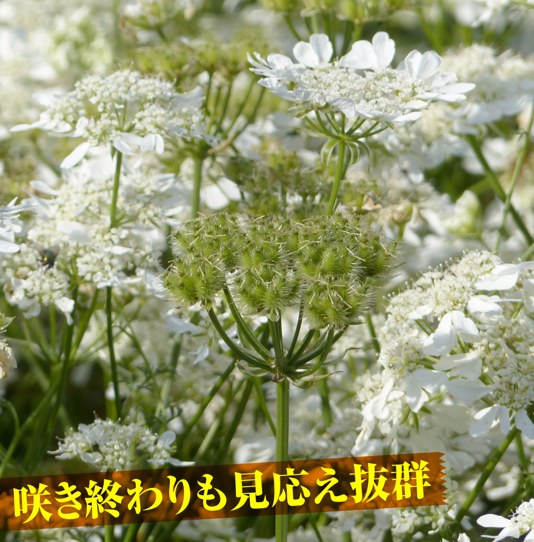 オルラヤ ホワイトフィンチ