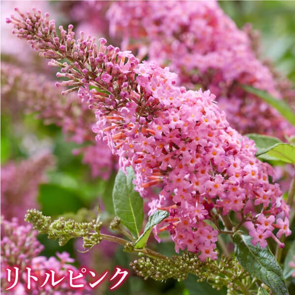 リトルピンク