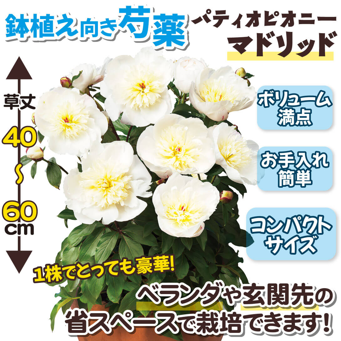 マドリッド