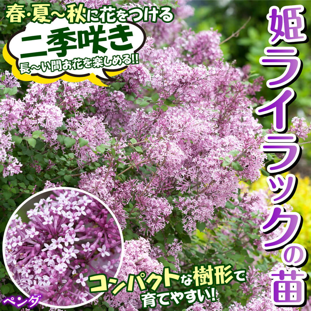 ペンダ1