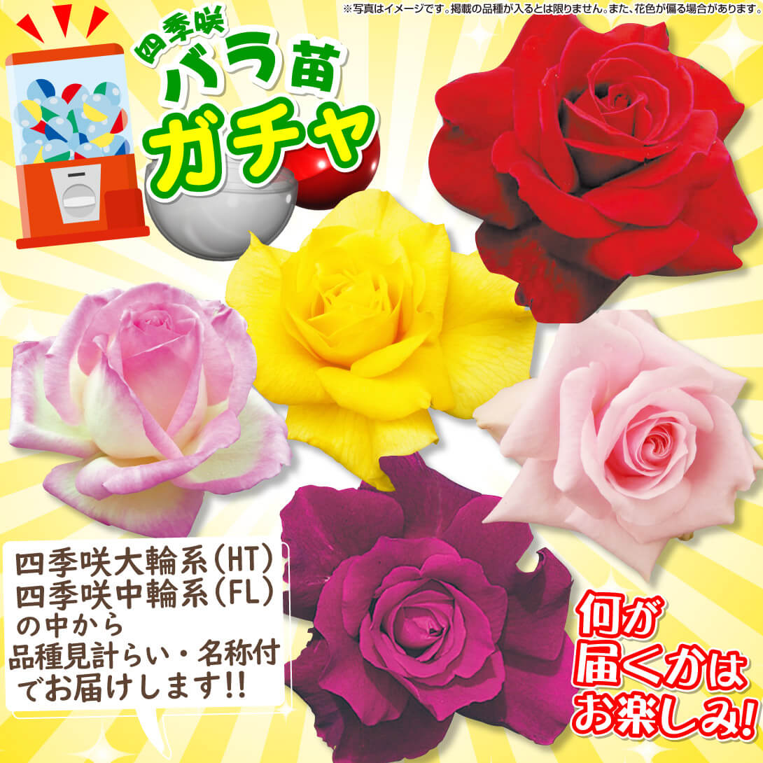 四季咲バラ苗ガチャ