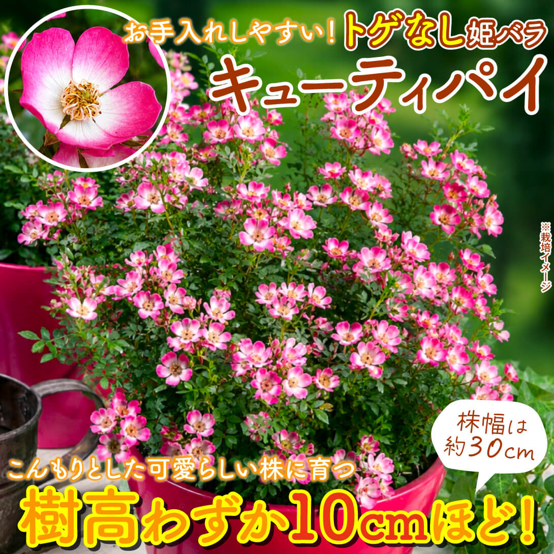 キューティパイ