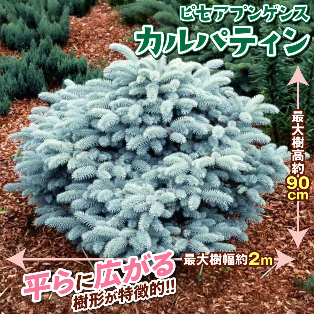 カルパティン