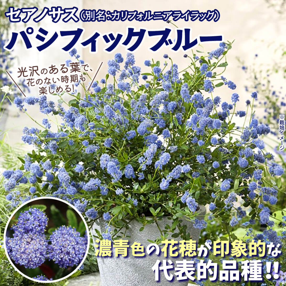パシフィックブルー