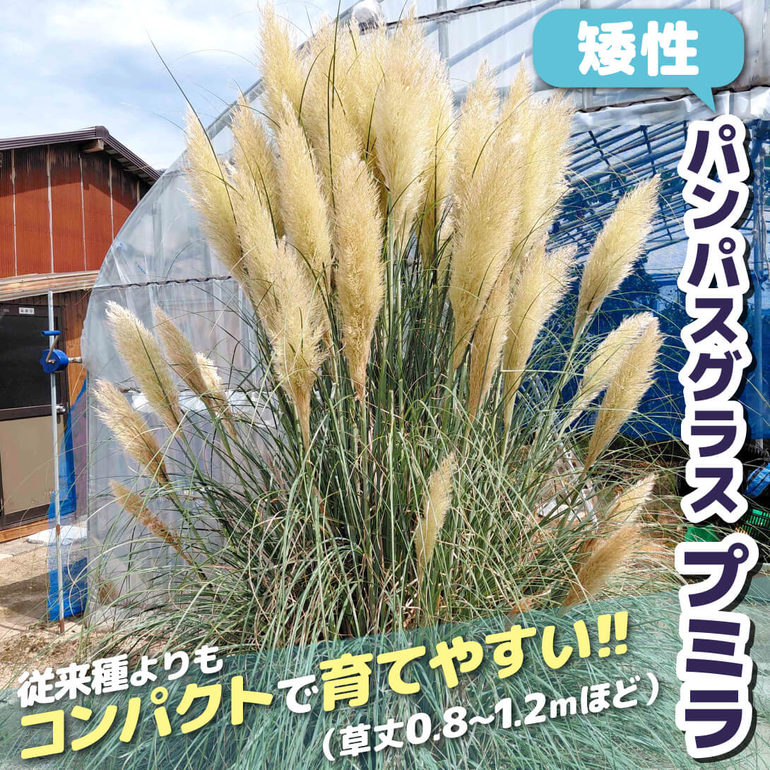 プミラ