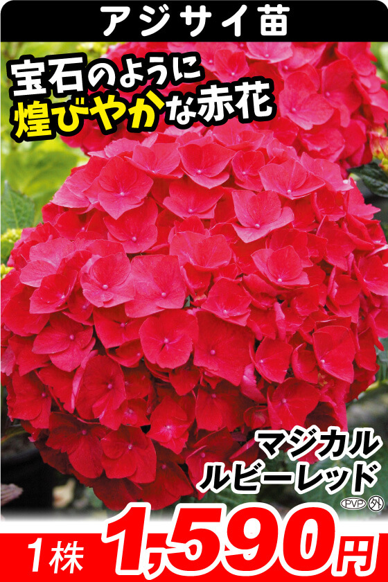 マジカルルビーレッド