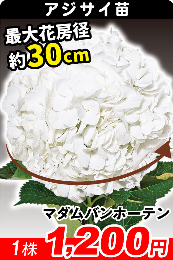 マダムバンホーテン