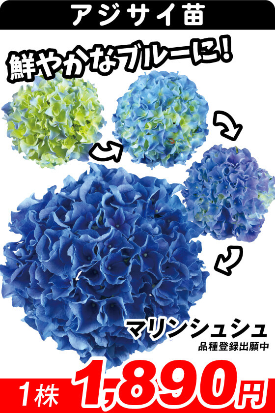 マリンシュシュ