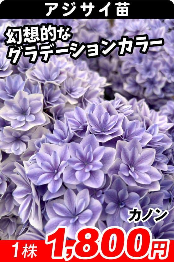 国華園オンラインショップ / アジサイ