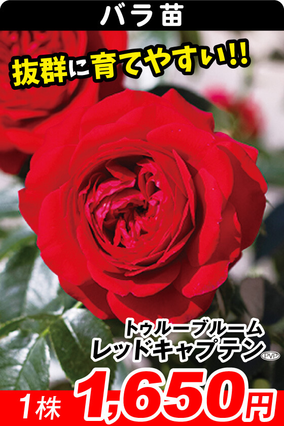 レッドキャプテン