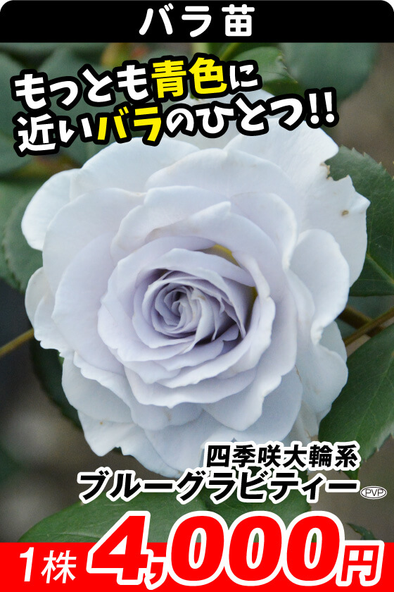 ブルーグラビティー