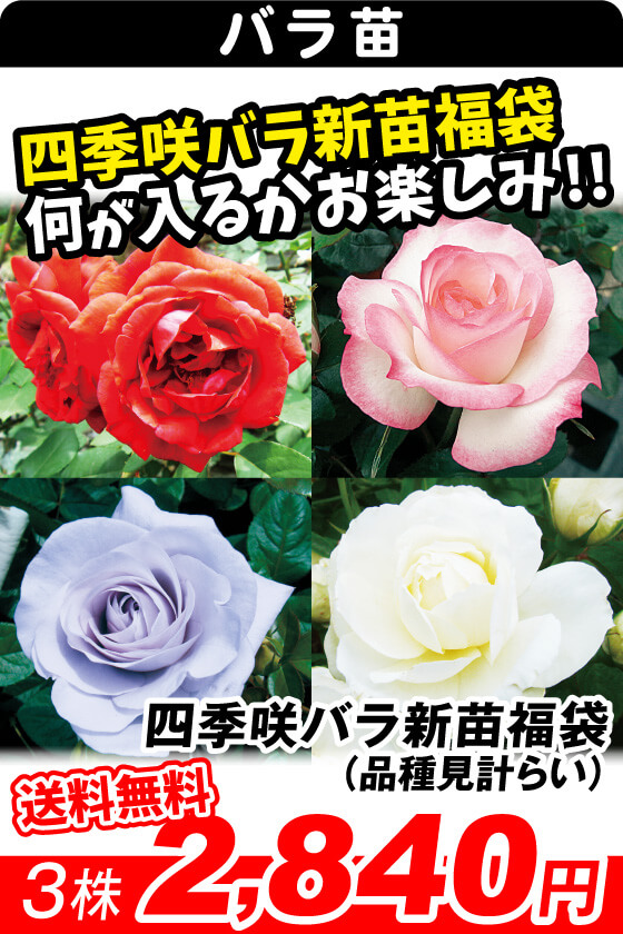 四季咲バラ新苗福袋
