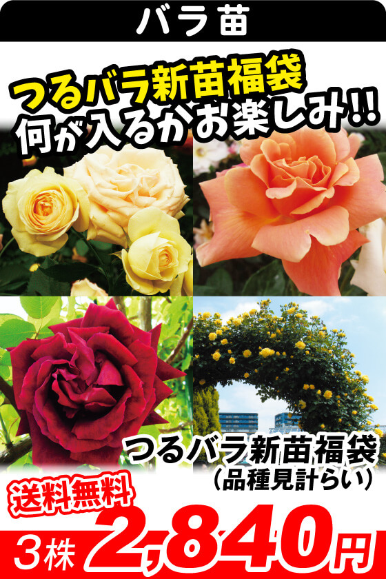 つるバラ新苗福袋