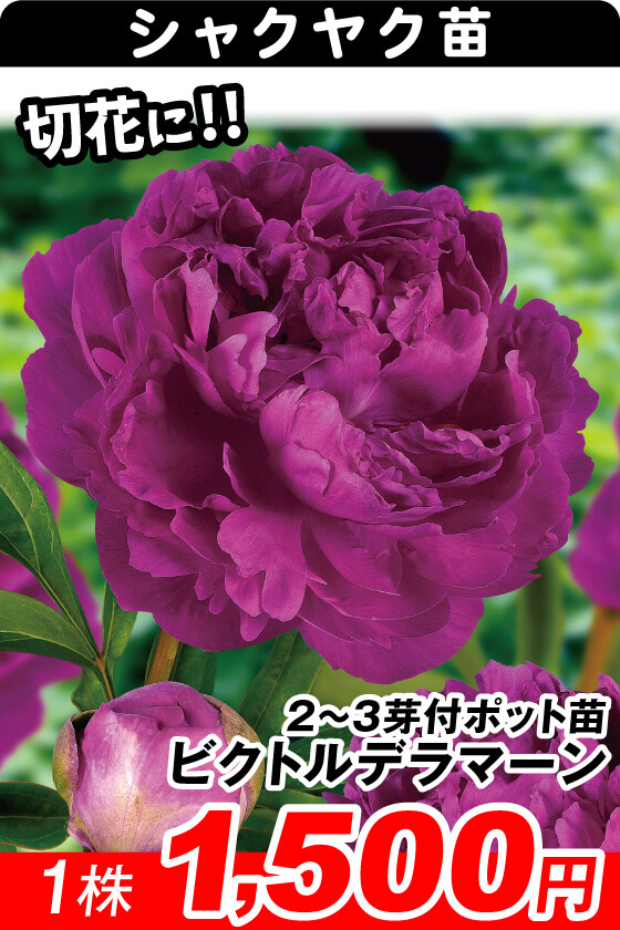 ビクトルデラマーン