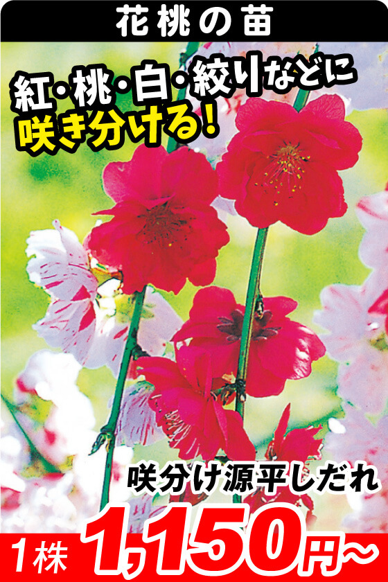 咲分け源平しだれ