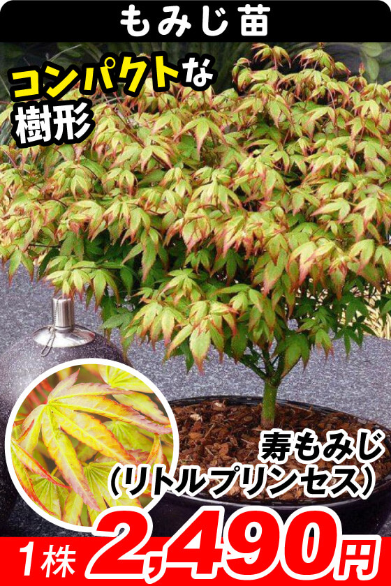 寿もみじ（リトルプリンセス）