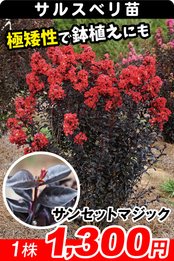 サンセットマジック