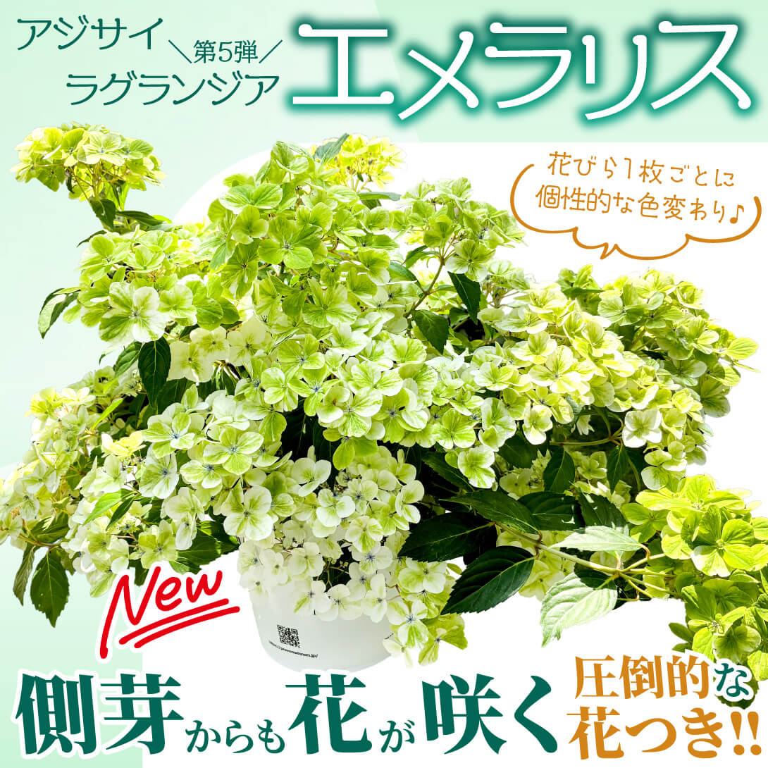 エメラリス1