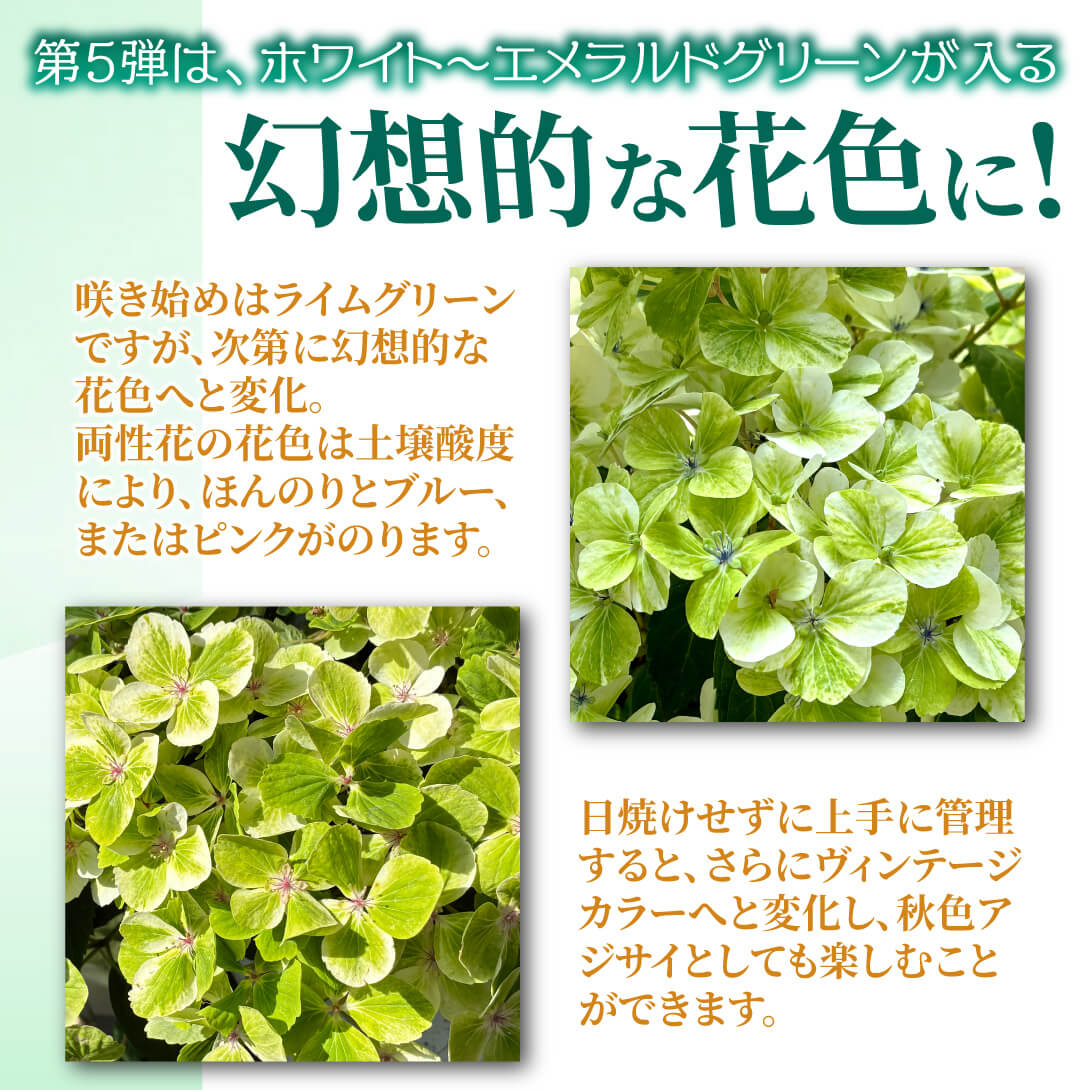 エメラリス2