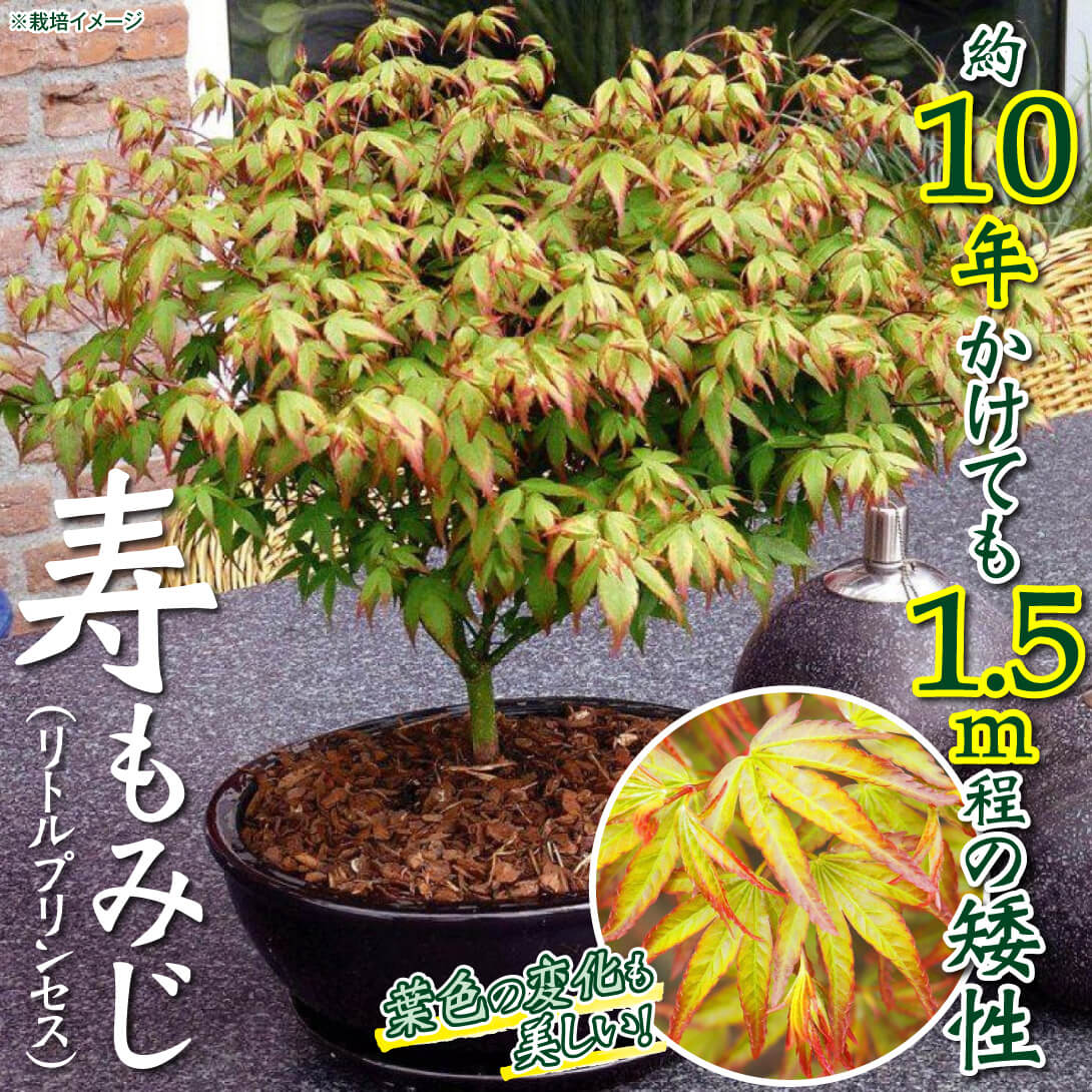 寿もみじ(リトルプリンセス)