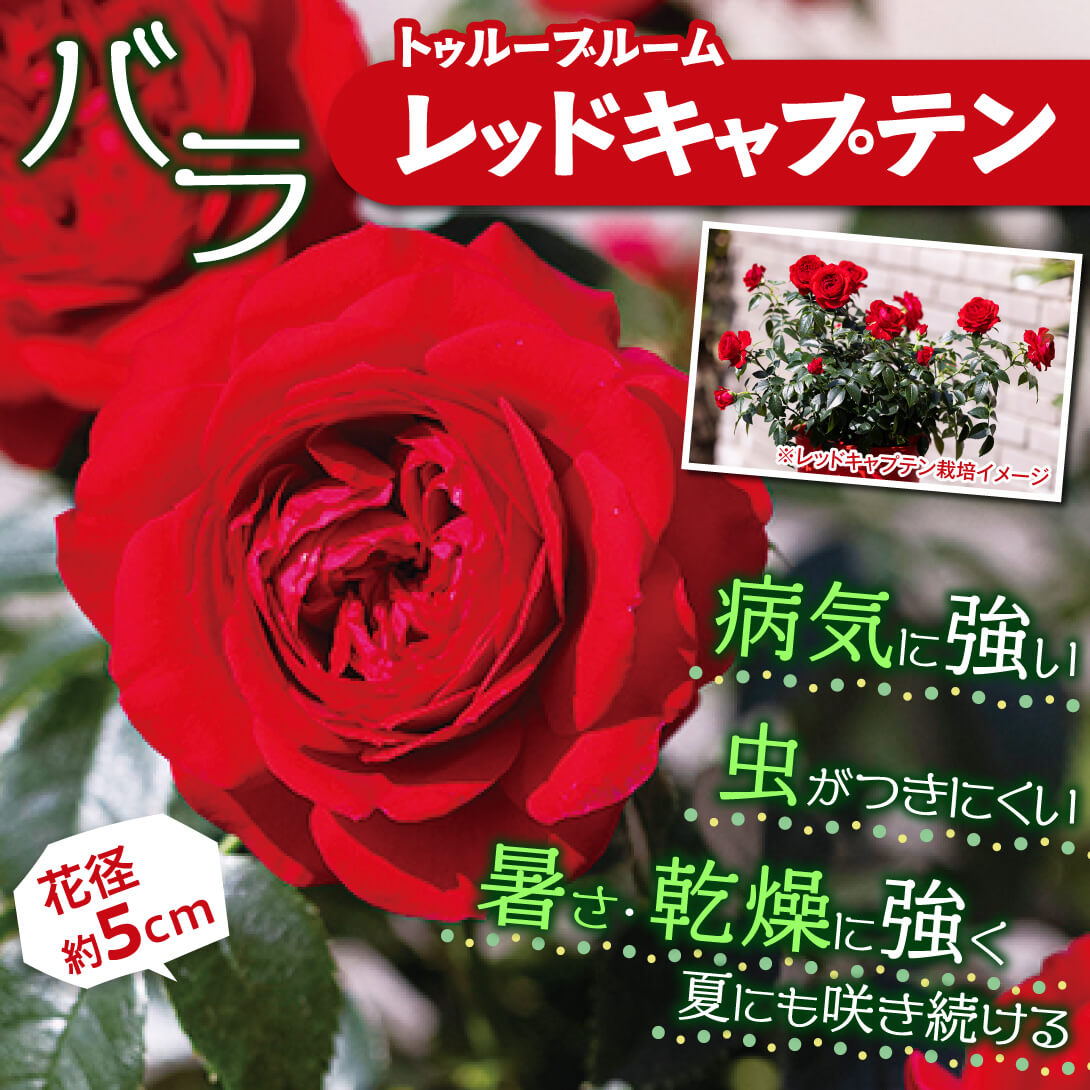 レッドキャプテン