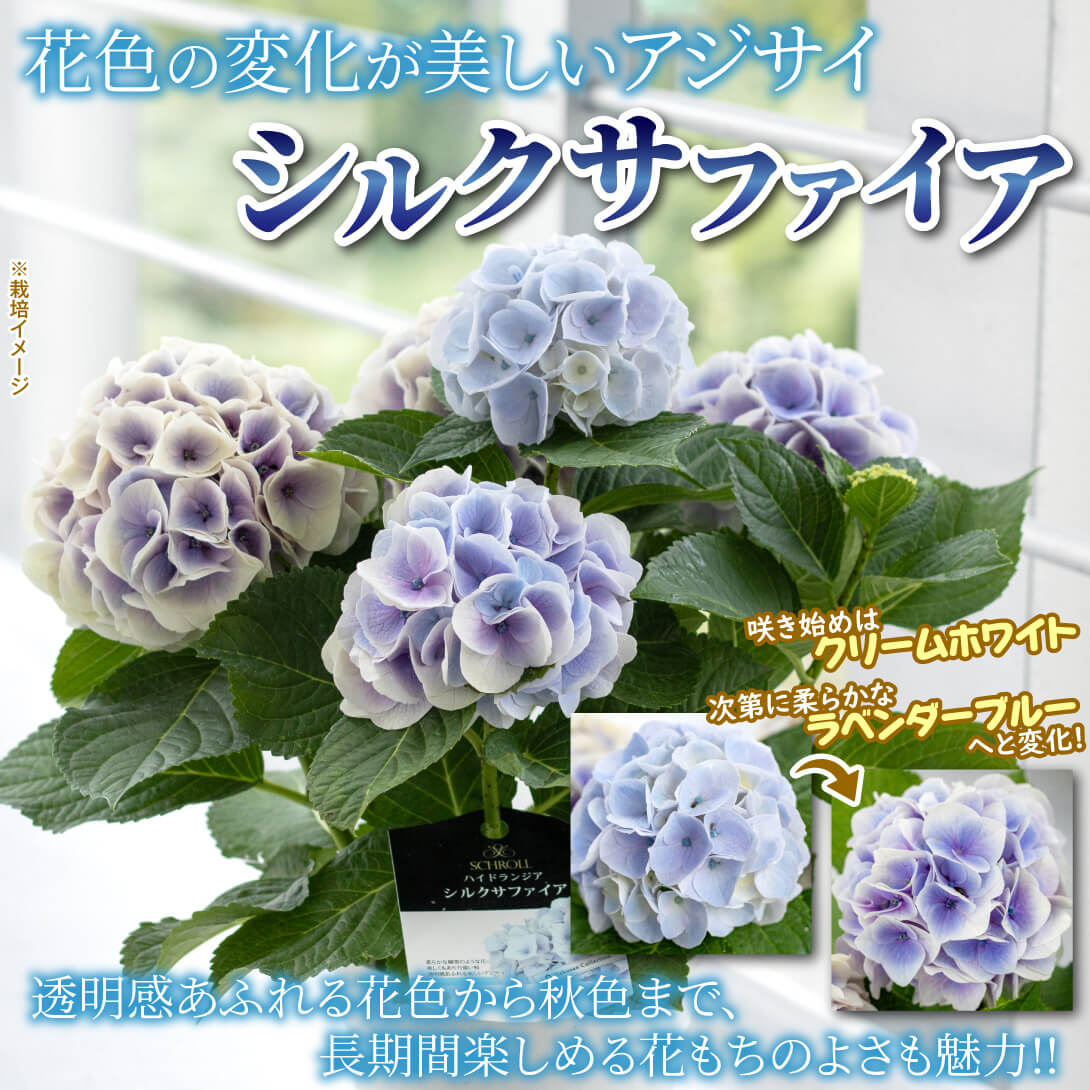 シルクサファイア