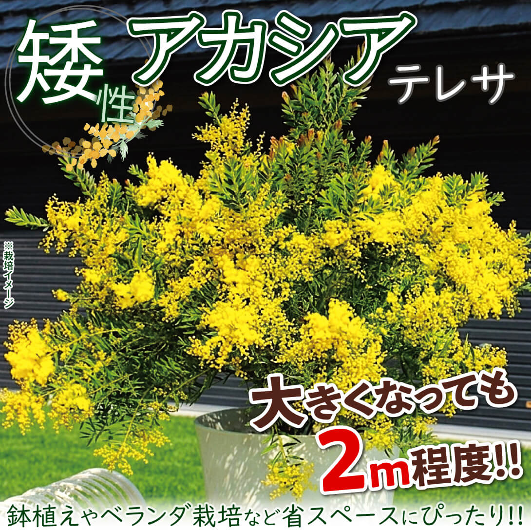 テレサ1