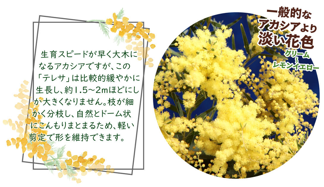 テレサ2