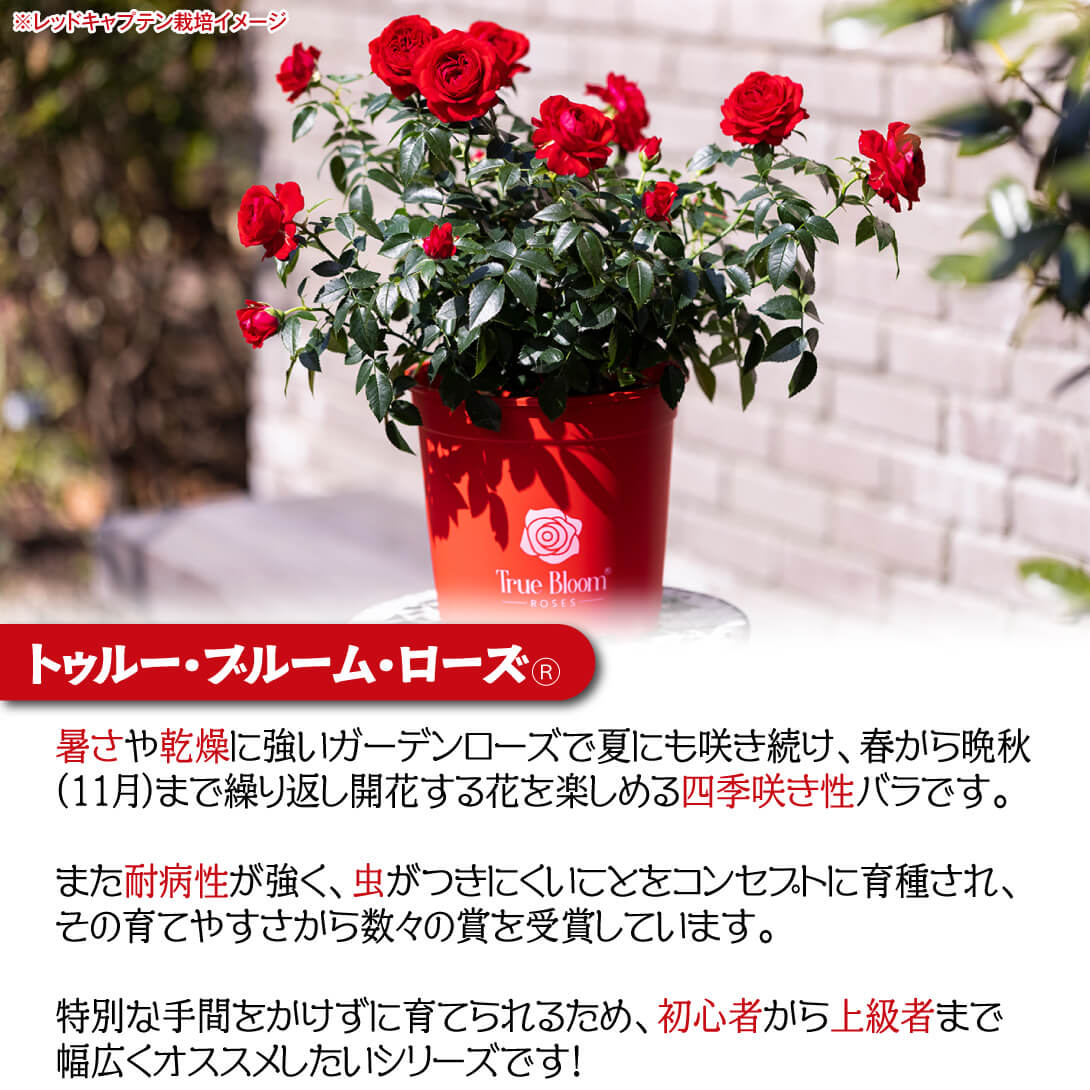 トゥルーブルームローズ