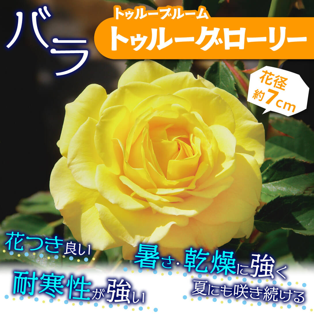 トゥルーグローリー