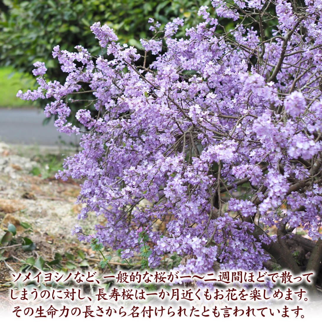 長寿桜26-1