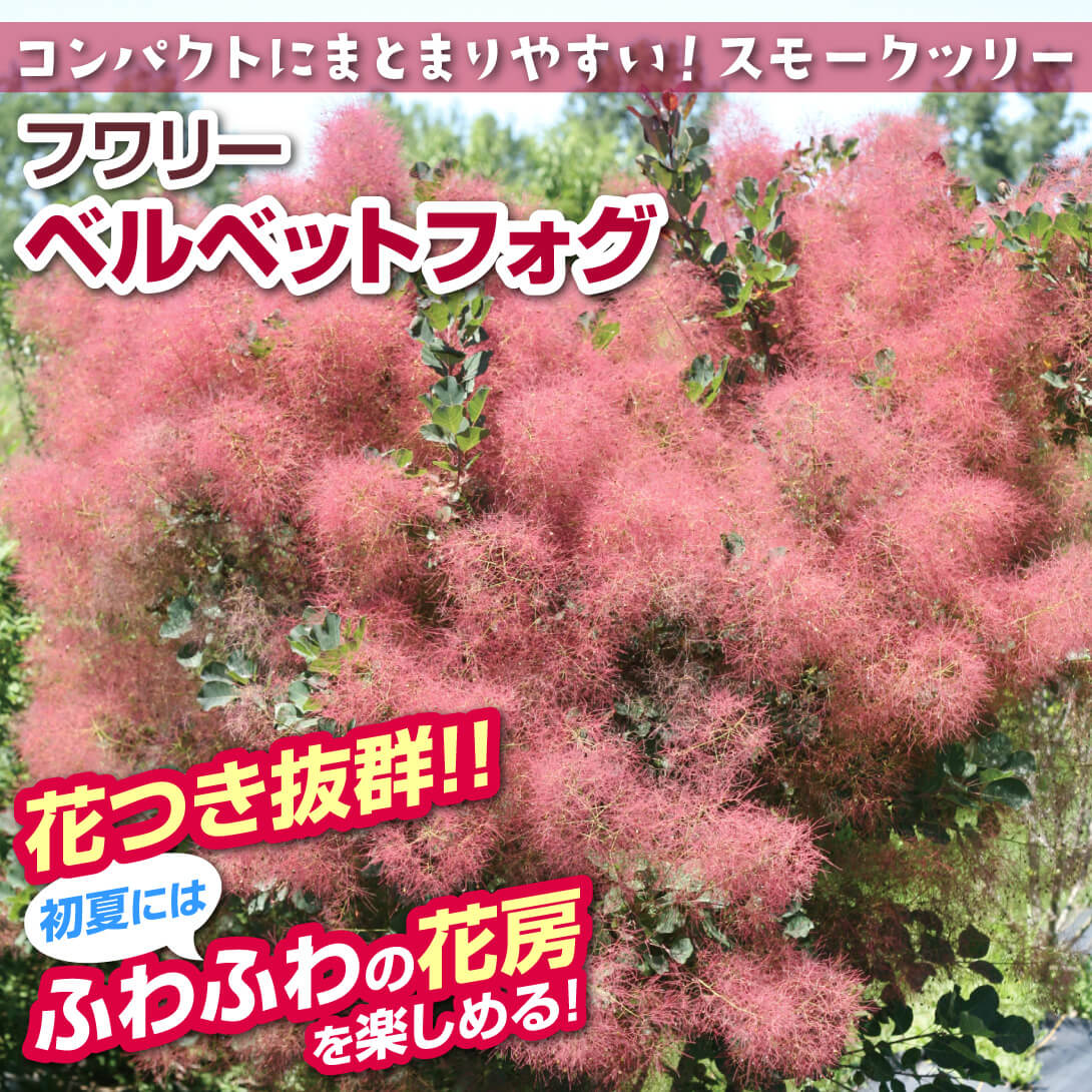 ベルベットフォグ1