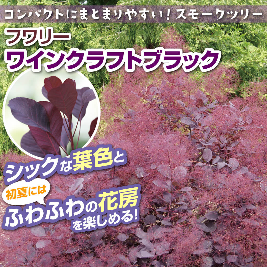 ワインクラフトブラック1