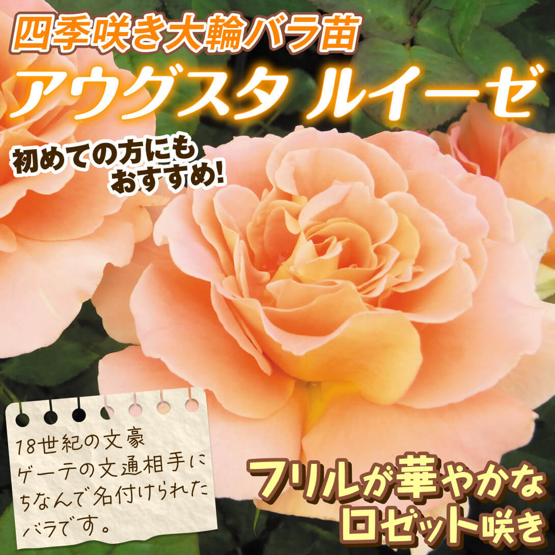 アウグスタ ルイーゼ