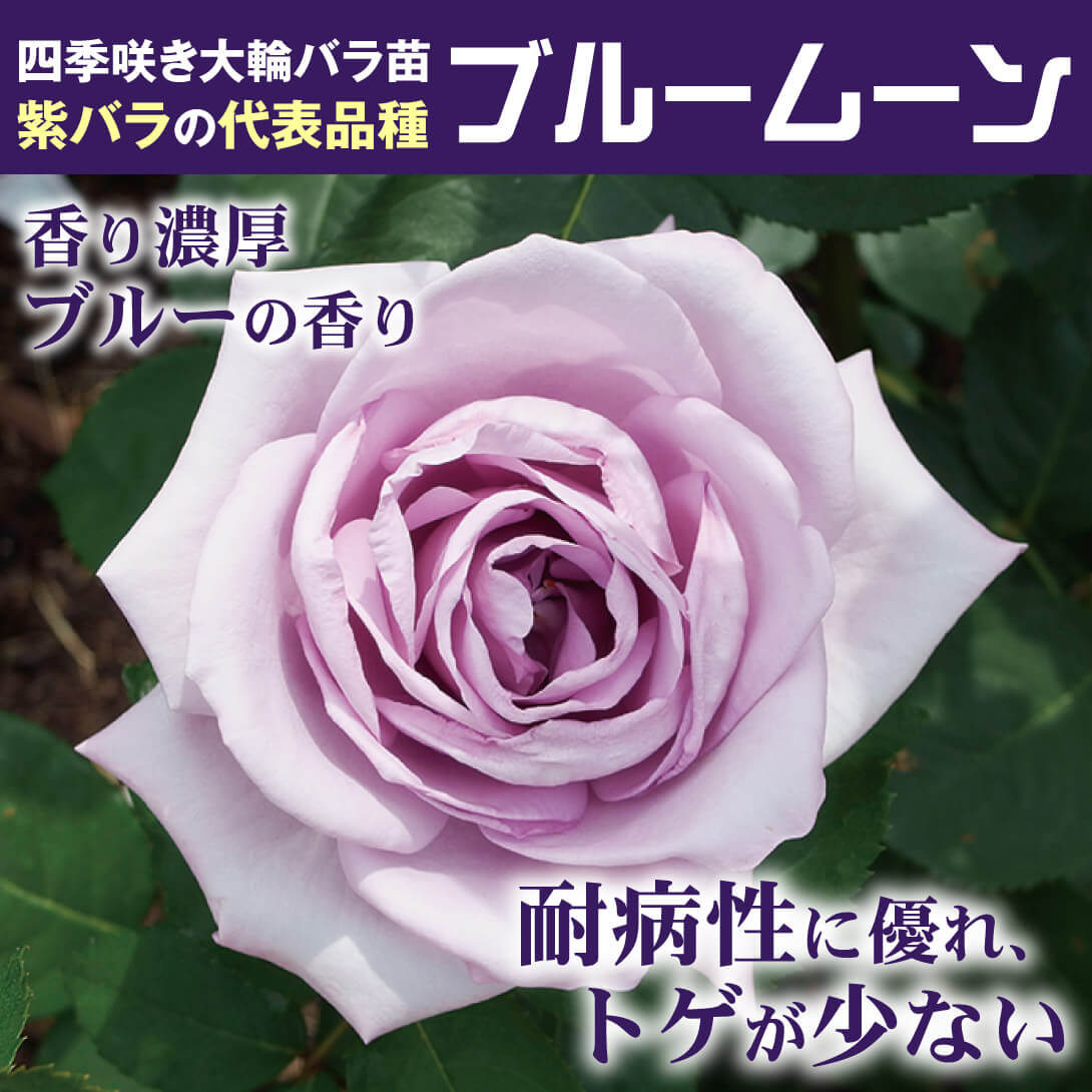 ブルームーン1