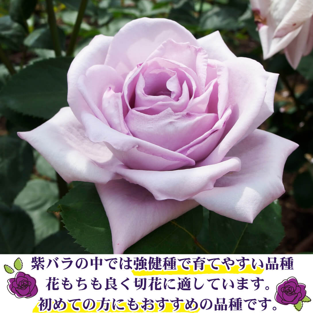 ブルームーン2
