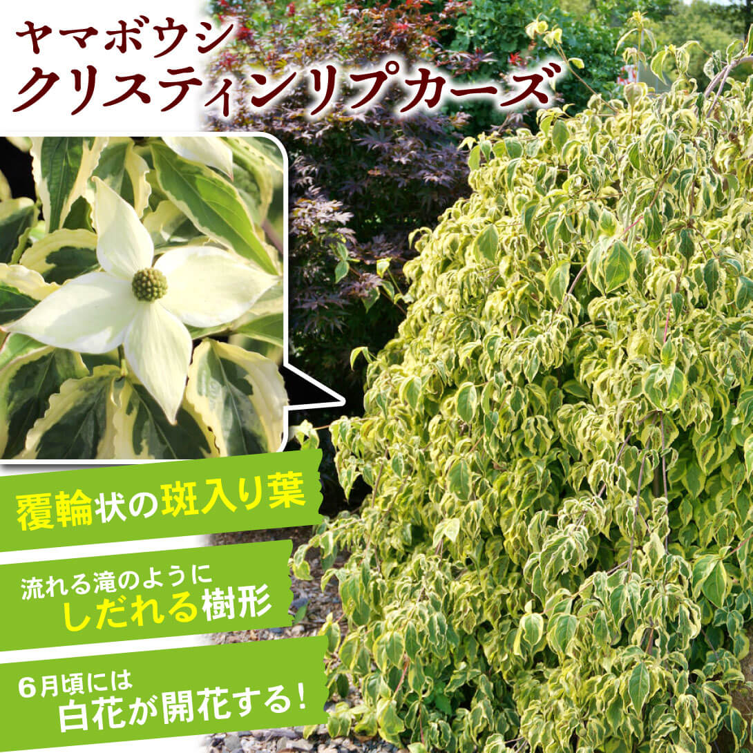 クリスティンリプカーズ1