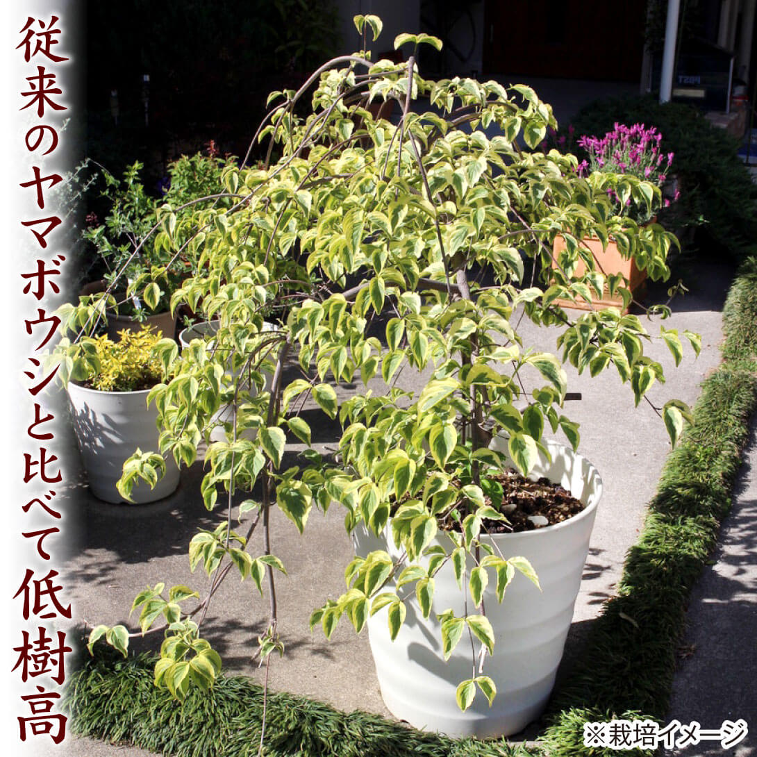 クリスティンリプカーズ2