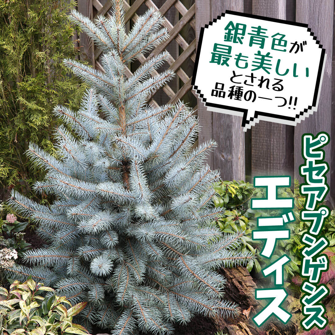 エディス
