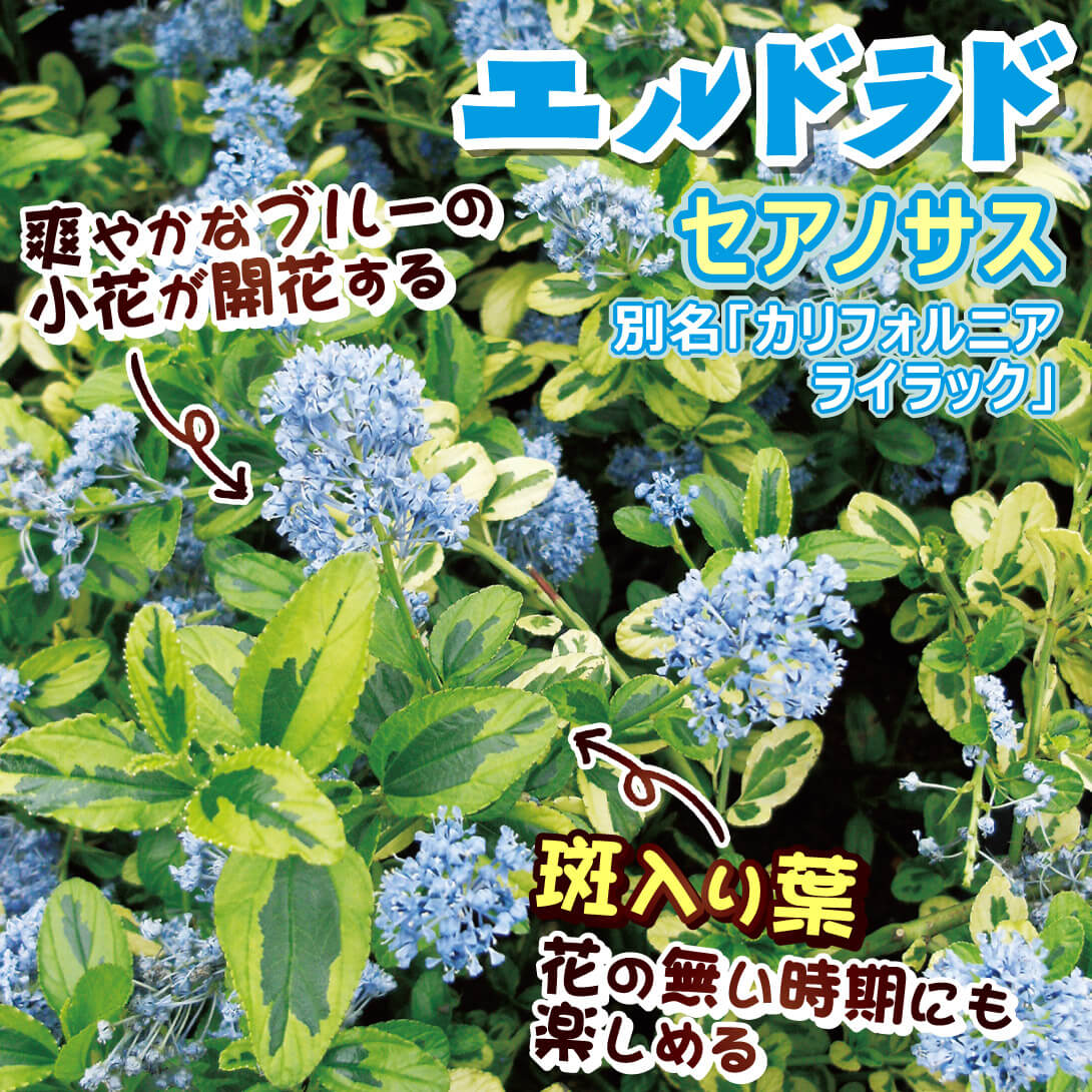 エルドラド