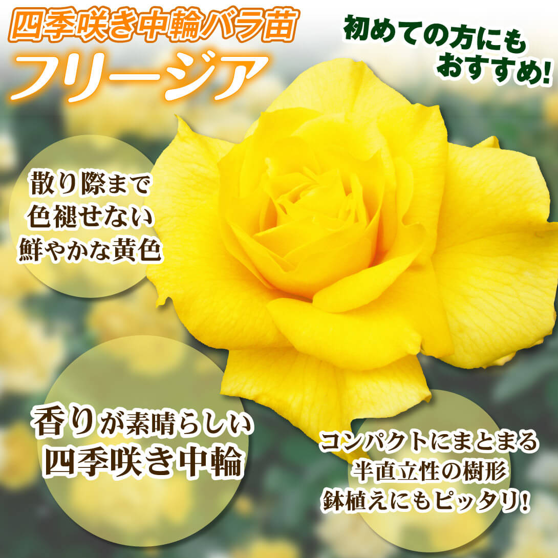 フリージア