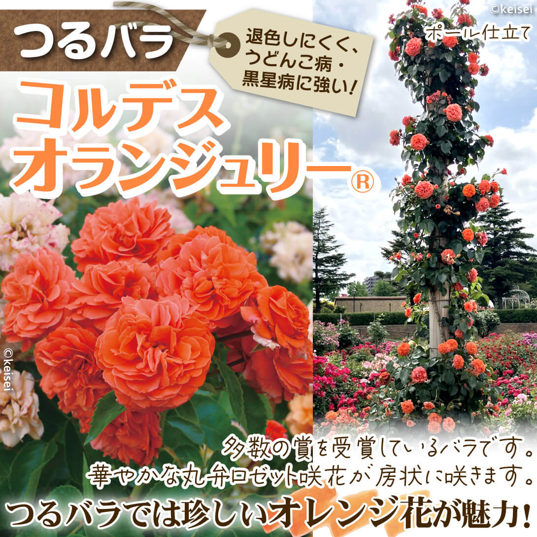 コルデス オランジュリーR