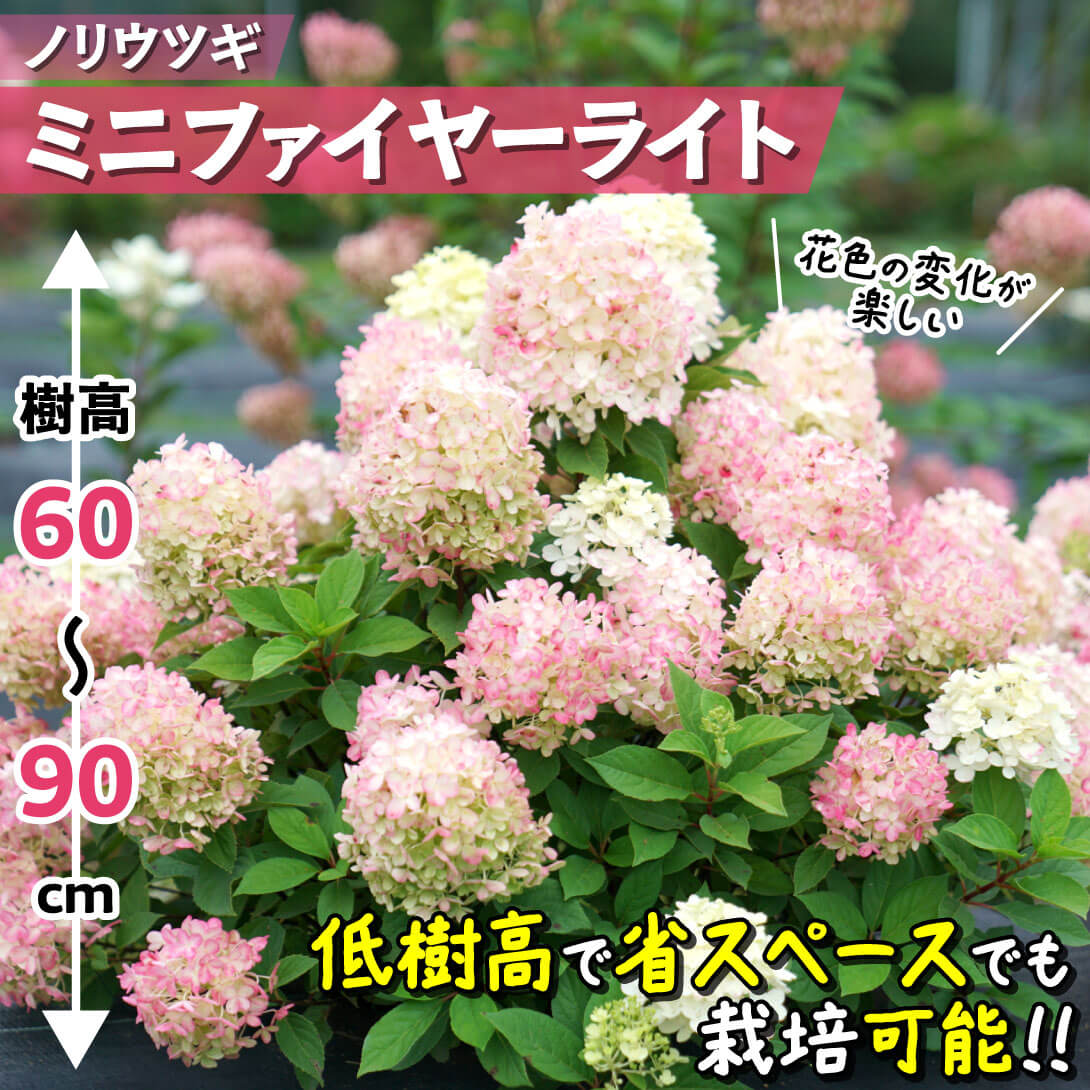 ミニファイヤーライト1