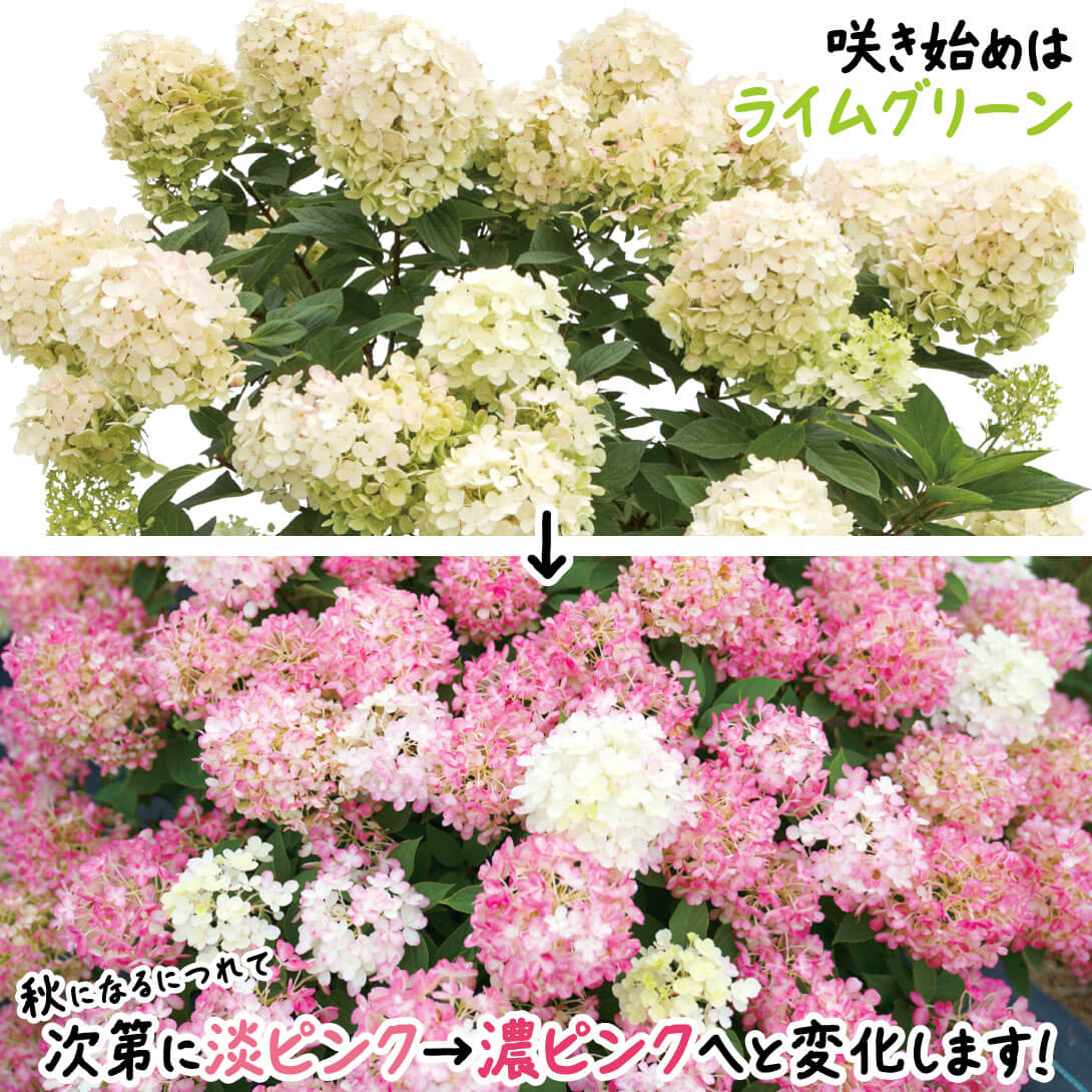 ミニファイヤーライト2