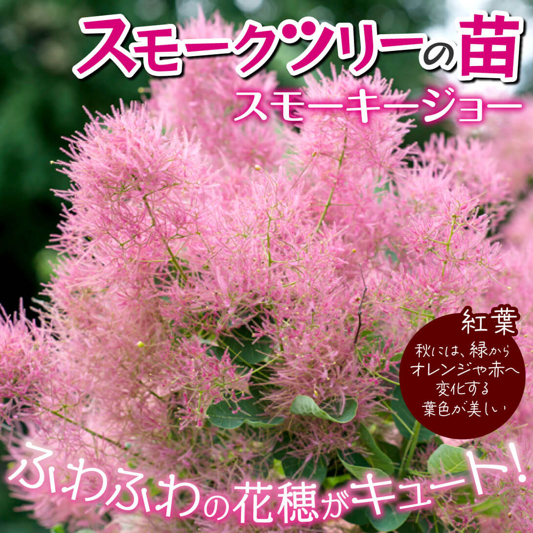 スモーキージョー外1