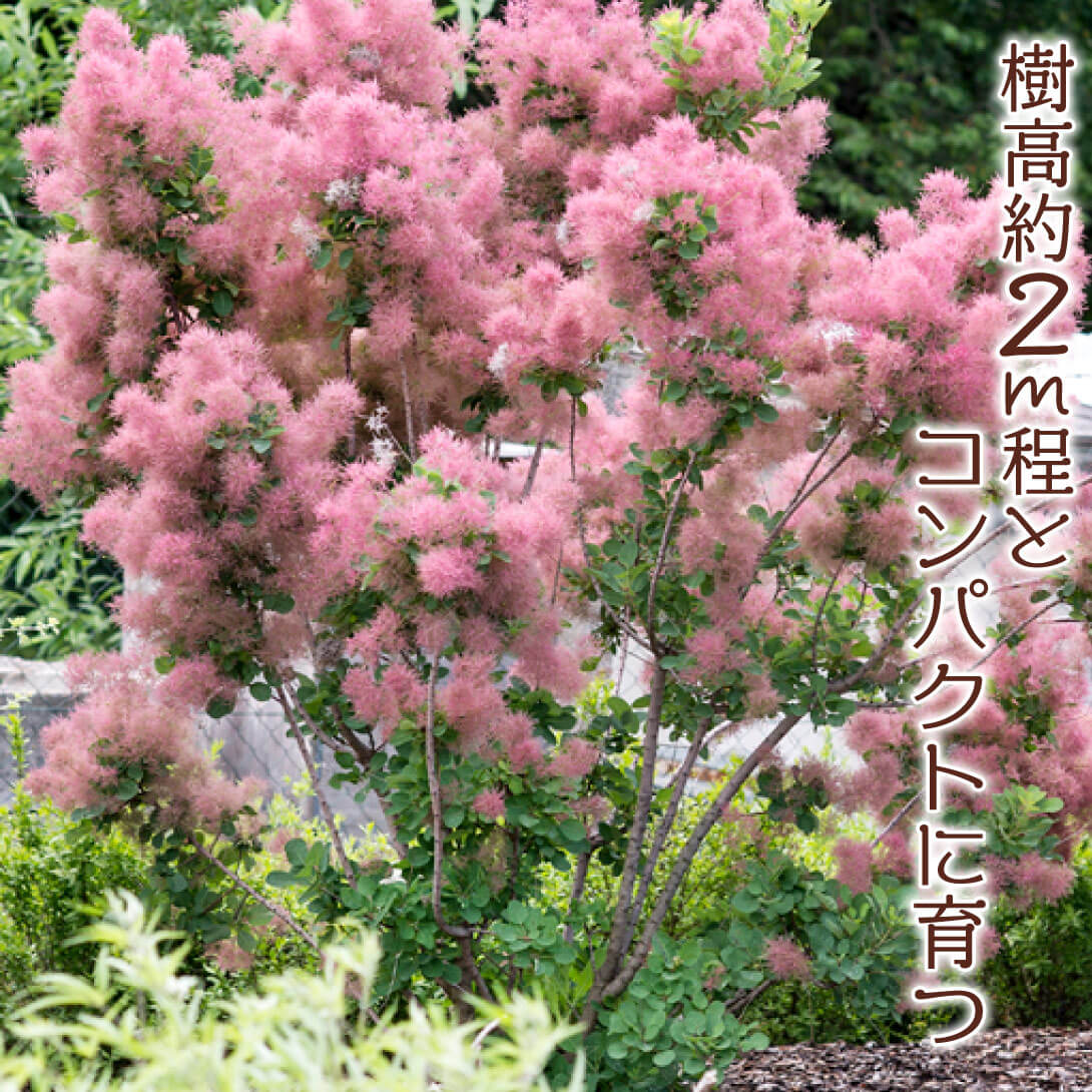 スモーキージョー外2