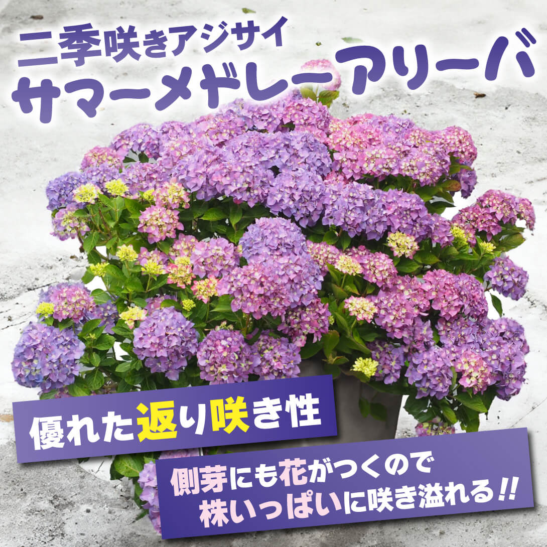 アリーバ1